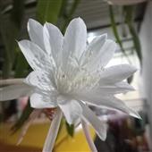 Vàng Hải Tặc