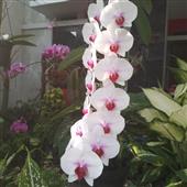 Kết quả LPL