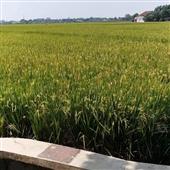 Thế giới kỳ