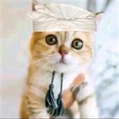 khỉ hay thay đổ