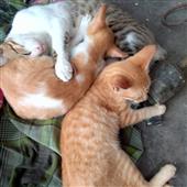 Cách cá độ bóng
