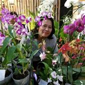 Trâu Hoang Điên