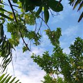mạt chược t