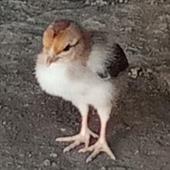 Mật mã cướp