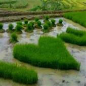 Tăng Cường Wild