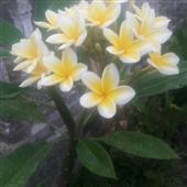Ảnh bóng ch