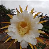 Mèo Tài Lộc