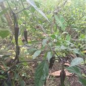 Xem trực tiếp b
