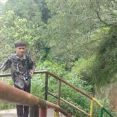 Vàng rừng