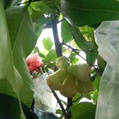 Con mắt của Cle