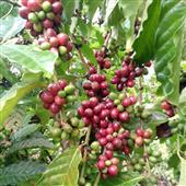 Kết quả bóng ch