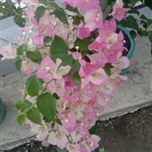 Cỗ Máy Kiếm Tiề