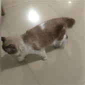 Mạng cá cượ