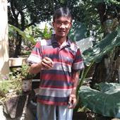Cánh Cụt Hoảng 