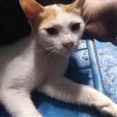 Trái cây may mắ