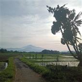 Trang trại phon