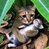 Giải bóng đ