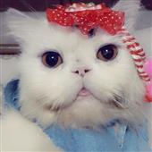 Công thức cá độ