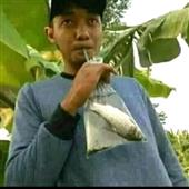 Cá cược là gì