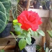 Ân Huệ Của Ebis