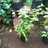 Coffee Wild