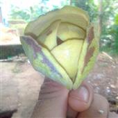 tên gọi tắt liê