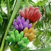 Luật bóng chuyề