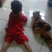 Tất cả tướng đi