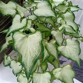 kho báu cướp bi