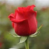 Phần mềm ch