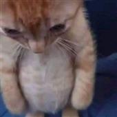 Dự đoán đội vô 