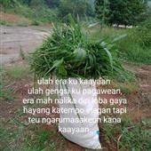 Bữa tiệc vàng™