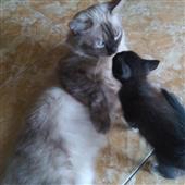 Chợ Nổi Trái Câ