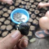 Xem bóng rổ trự
