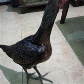 Bí kíp chơi Rou
