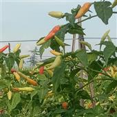 Giải mà cá độ b
