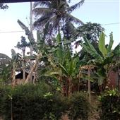 Kết quả bón