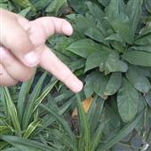 Phần mềm soi kè