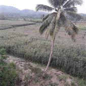 Trang đánh bacc