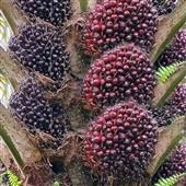 Câu lạc bộ Magp