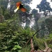 Tỷ lệ vô địch N