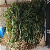 Tiền Bonanza™