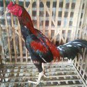 Kèo chấp tr