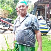 Trâu vàng may m