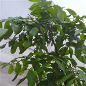Lịch thi đấu vò