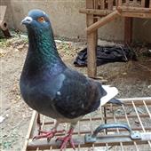 ốc đảo nước ngọ