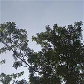 khỉ ma thuật