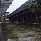 Zeus trỗi d