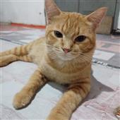 Công chúa ánh s