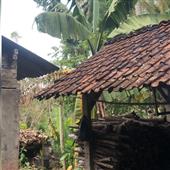 Cơn Sốt Bóng Ch